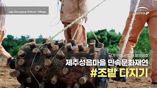 [제주성읍마을] 민속문화재연 '조밭 다지기' | Traditional culture of Jeju traditional Folk Village