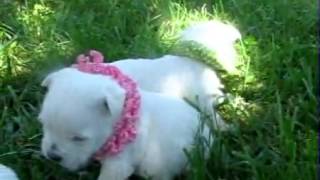 AKC Westie Girl