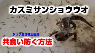 カスミサンショウウオ（幼生）共食いを防ぐ方法