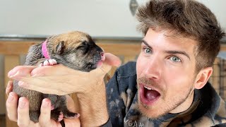 Revealing the Genders of My Newborn Foster Puppies!