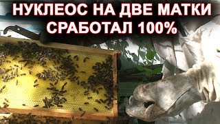 Нуклеос на две матки сработал 100%.