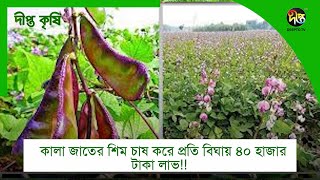 #DeeptoKrishi_C | কালা জাতের শিম চাষ করে প্রতি বিঘায় ৪০ হাজার টাকা লাভ | Deepto Krishi