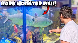 I Found MONSTER FISH At Local PET STORE!