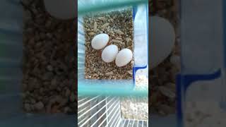 【産みたて！文鳥の卵🥚】文鳥garden 2023.8.29 #bird #javabird