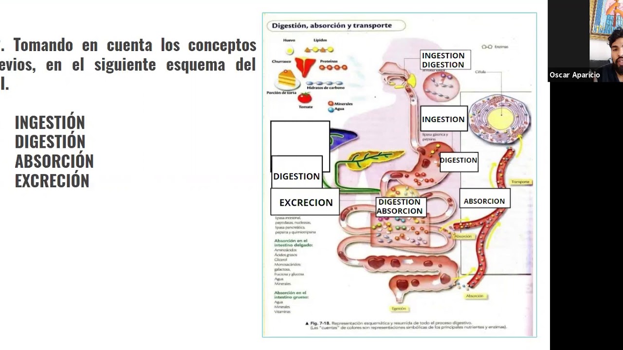 FISIOLOGÍA DIGESTIVA: Taller Digestión Y Absorción - YouTube