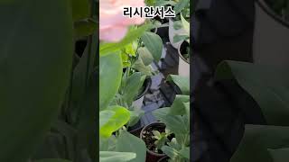 #헬로우가든마켓 #리시안서스