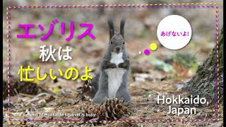 【エゾリス】秋は忙しいのよ 4K　The autumn of Hokkaido squirrel is busy