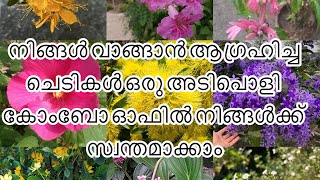 ഞെട്ടിക്കുന്ന വിലക്കുറവിൽ അടിപൊളി കോംബോ ഓഫർ (9 plants combo offer)