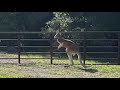 Kangaroo on the loose in Florida