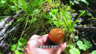 捡菌子太解压了， 满山都是多到爆篼#捡菌子的乐趣来了 #采蘑菇