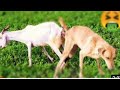 Mangey Street Puppy Completely Transforms | The Dodo