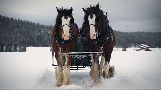 Clydesdale Outpost - A Short Film Cabin/Horse Promo | Sony a7iii