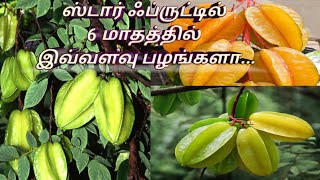 star Fruit ( நட்சத்திர பழம் ) 6 மாதத்தில் பழம் காய்க்கும் செடி