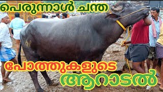 പെരുന്നാൾ ചാകര | പെരുന്നാൾ ചന്ത | 30/6/22 |  Vaniyamkulam Chandha | Buffalo | Cow | TECH AND VLOGS