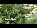 జామ చెట్టు జామ కాయల మొక్క jaama chettu guava leaf tree guava plant video