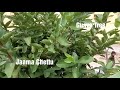 జామ చెట్టు జామ కాయల మొక్క jaama chettu guava leaf tree guava plant video