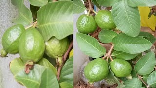 జామ చెట్టు /జామ కాయల మొక్క /Jaama Chettu /Guava Leaf Tree /Guava Plant  Video