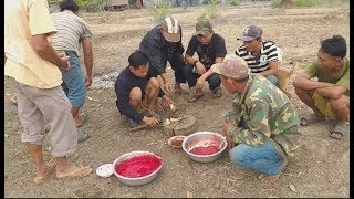 ล้มวัวปันพูด#เฮ็ดเลึอดแปงกิน《》ຂ້າງົວແບ່ງພູດກັນກິນ (ບ້ານໂນນຮັງ.ເມືອງຈຳພອນ)