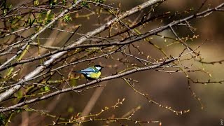 Titmouse singing at the morning. Lake Göygöl. Синица