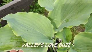 Новинка прошлого года голубая хоста Valley's Love Buzz#hosta #хоста#коллекция #сорта #ValleyLoveBuzz