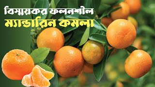 সম্ভাবনাময় কৃষি ফসল কমলা || যে ফসলে রয়েছে বিপুল সম্ভাবনা || Krishiprantor