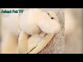 【面白 インコ】おもしろインコ動画まとめ！ 10【かわいい】