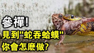 當你見到“蛇吞蛤蟆”時，你會先救誰？禪宗高僧一語道破其中的深意！