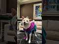 our 5 favourite pictures of mochi japanesedog shibainu shiba shorts shibadog