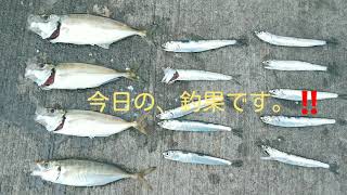 東扇島西公園 # アジ、サッパ #   ブッコミサビキ釣り🎣