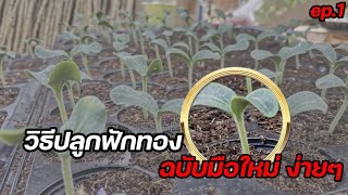 วิธีปลูกฟักทอง​ง่ายๆ #วิธีปลูกฟักทอง​ด้วยเมล็ด​  #ฟักทองพันธุ์​ทองสยาม​ #วิธีปลูกฟักทองให้ลูกใหญ่