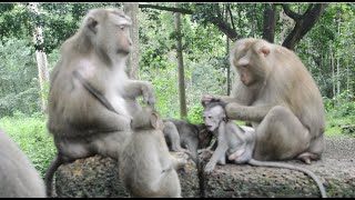 សកម្មភាពសត្វស្វា Monkey activity