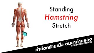 Standing Hamstring Stretch / ท่ายืดกล้ามเนื้อต้นขาด้านหลัง