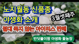 노지월동  잘되는 야생화  정원 꽃나무 소개합니다