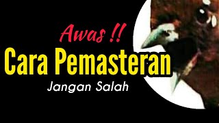 Cara Pemasteran Dengan Benar | Menjatuhkan Mental Lawan | Bengkel Murai Batu