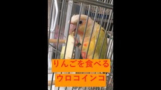 ウロコインコ　りんごを食べる