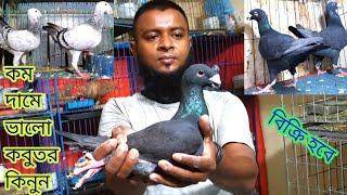 exclusive beauty homer pigeon collection | Largest fancy pigeon farm in bd | kabootar ki video