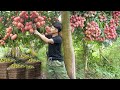 2 Years Alone in Forest. Harvesting Big Lychees fruit to market sell. Thanh Trieu TV