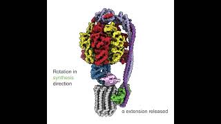 Mechanism of ATP hydrolysis inhibition in mycobacterial ATP synthase