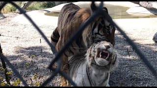 Male tiger attempting to mate with white female