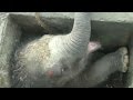 Baby elephant rescued after falling into storm drain