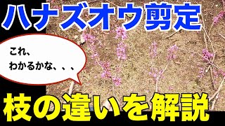 枝先を残して切る理由を解説【ハナズオウ　透かし剪定　202303】