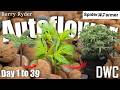 How I Grow -45- DWC - Topping, Defoliation, Scrog -Berry Ryder Autoseeds- Spiderfarmer SE4500
