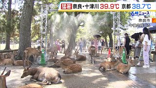 きょう全国１位「３９．９℃」奈良県十津川村で観測　猛暑で奈良市内のシカも“ぐったり”　３日も各地で猛暑日の予想（2024年8月2日）