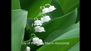 내 동영상==계절의 꽃중에 가장 인기 있는 은방울꽃 The Lily of the Vallery