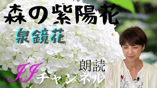 「森の紫陽花」泉鏡花中嶋順子のJJチャンネル＃157