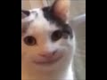 Beluga cat meme