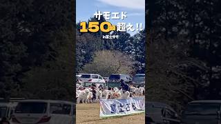 【総数182頭!!】全国からサモエドが大集合した日！  #samoyed #大型犬 #癒し動画