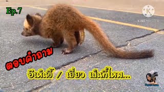 ความรู้เรื่องอีเห็น Ep.7 : ตอบคำถามอีเห็นขี้/เยี่ยวเป็นที่ไหม