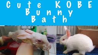 paano magpaligo ng rabbit | bunny bathing in sink