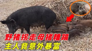 The wild boar abducted the sow and turned away after giving birth to her babies!
